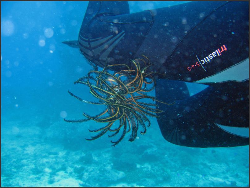 7680_Diving_ConnieAttached