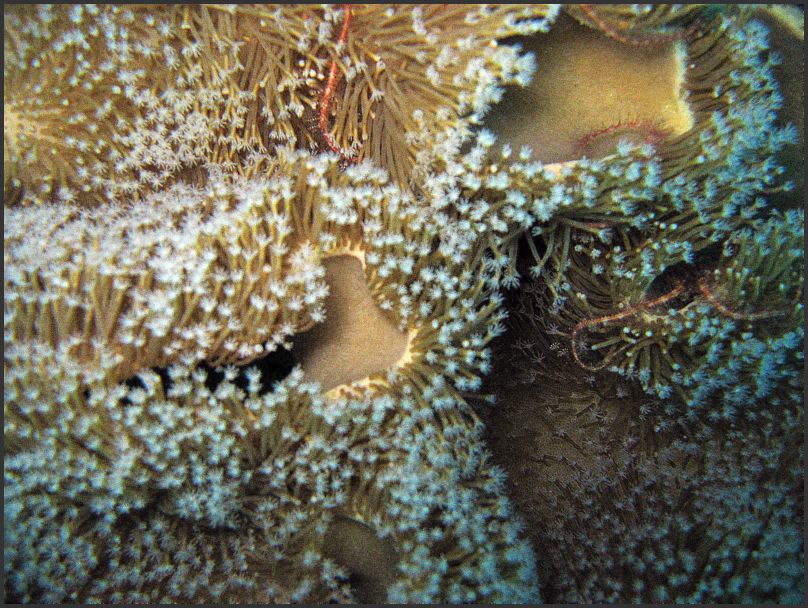7700_Diving_Coral