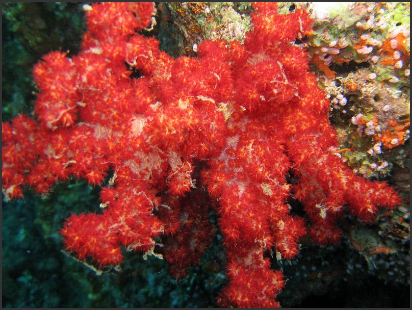 7710_Diving_Coral