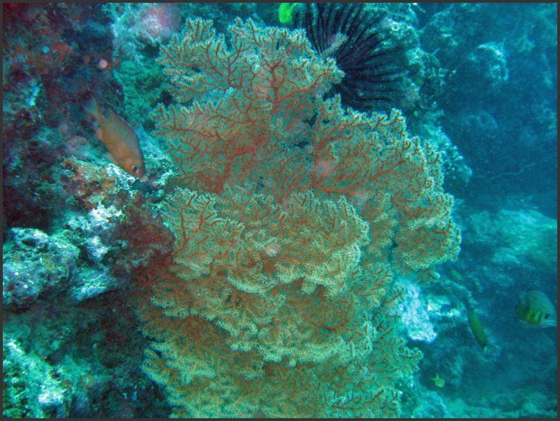 7740_Diving_Coral