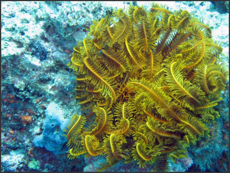 7750_Diving_Coral