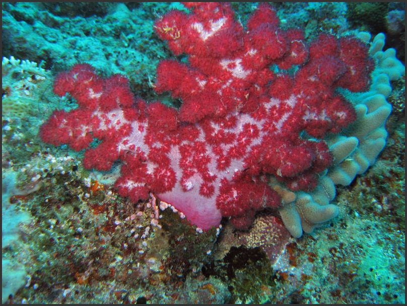 7760_Diving_Coral