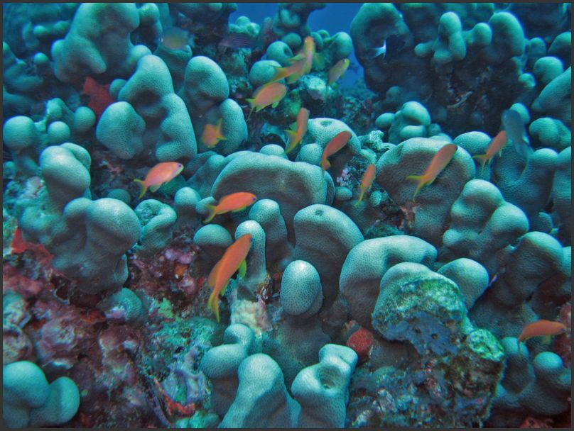 7770_Diving_Fish