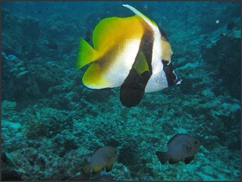 7780_Diving_Fish