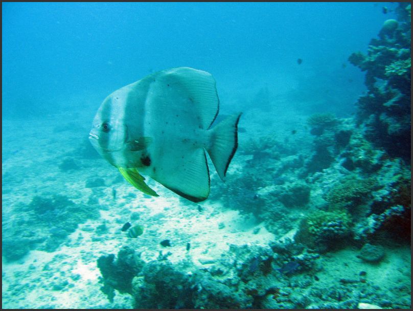 7790_Diving_Fish