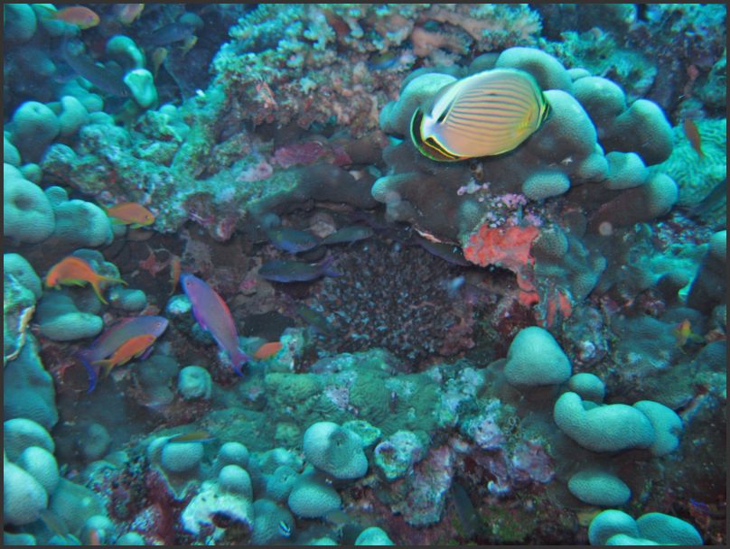 7800_Diving_Fish