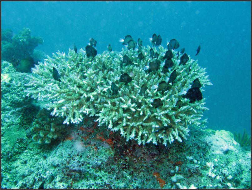 7810_Diving_FishCluster