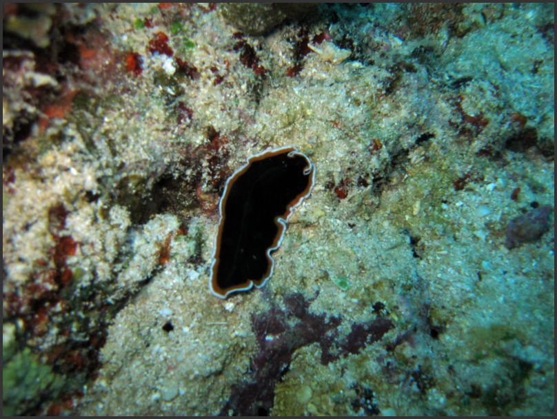 7830_Diving_Flatworm