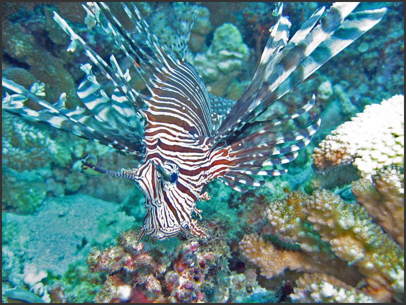 7860_Diving_Lionfish2