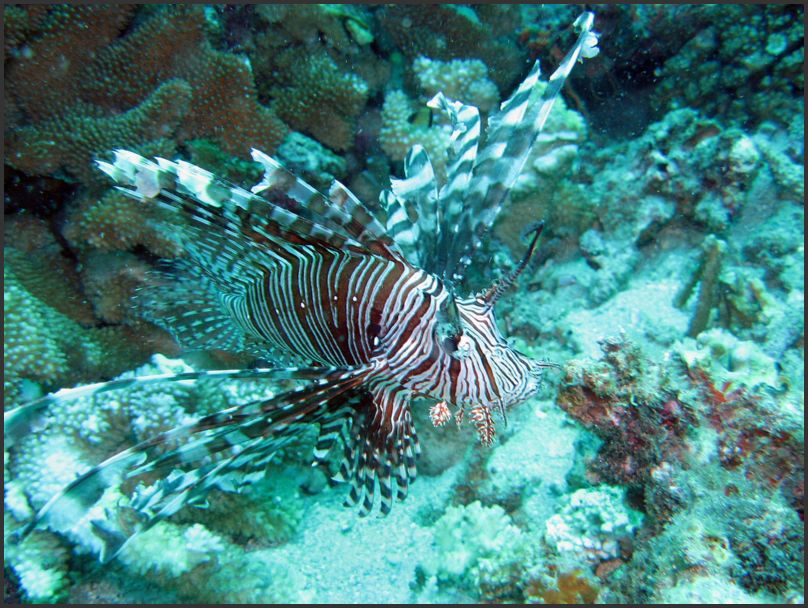 7870_Diving_Lionfish3