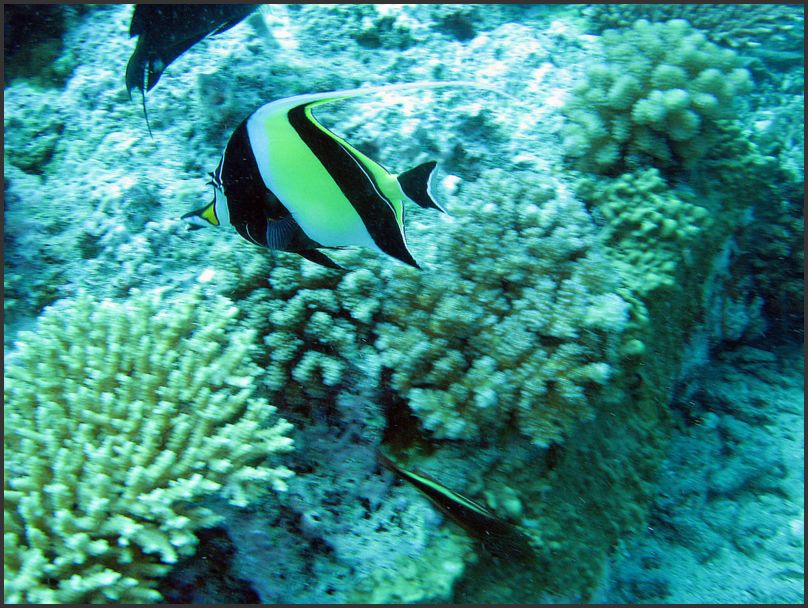 7890_Diving_MoorishIdol
