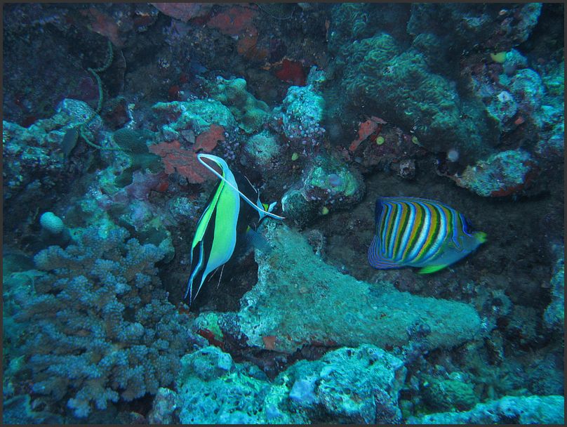 7900_Diving_MIdol_RlAngel