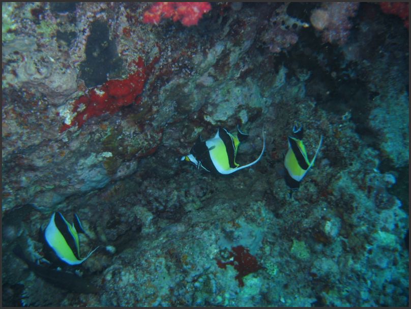 7910_Diving_MoorishIdols