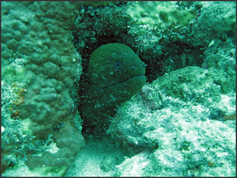 7920_Diving_Moray2