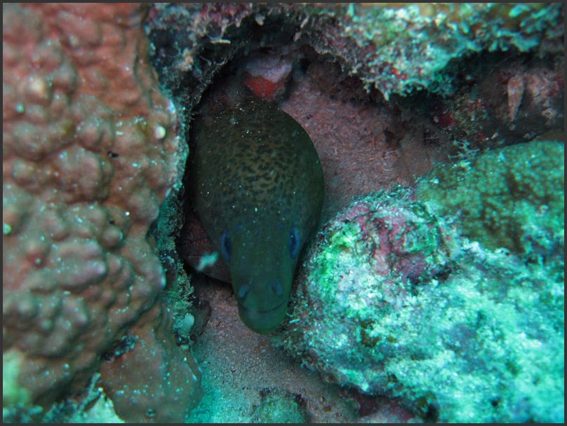 7930_Diving_Moray3
