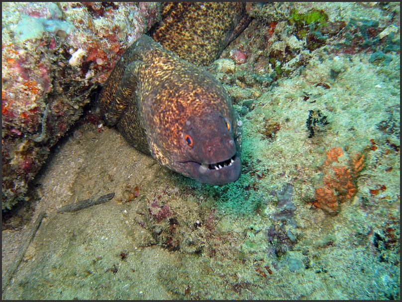 7940_Diving_Moray4