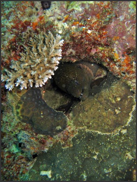 7950_Diving_Moray