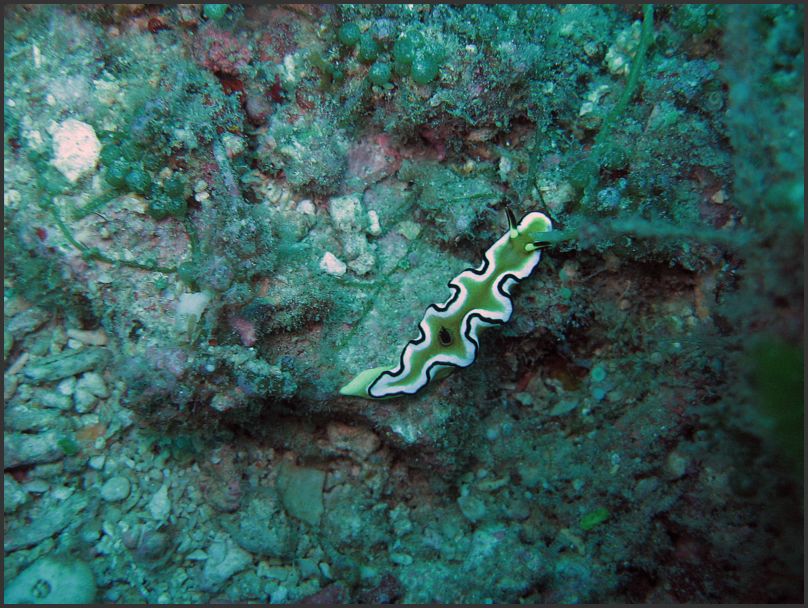 7960_Diving_Nudibranch2