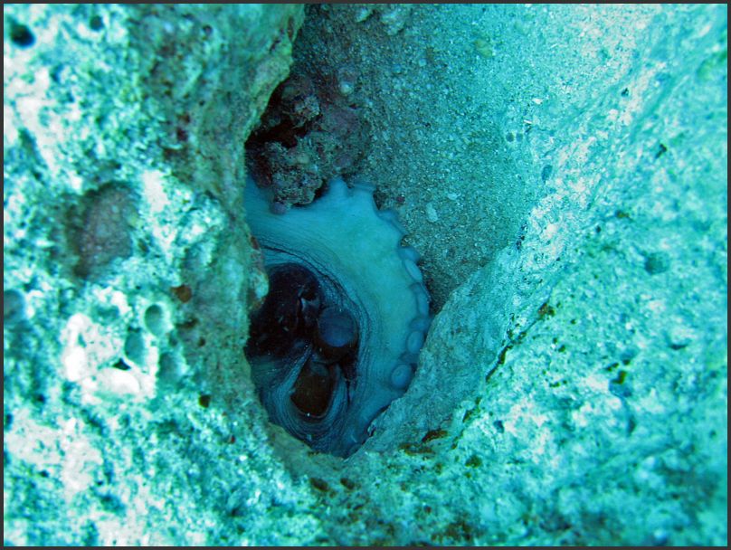 7990_Diving_Octopus