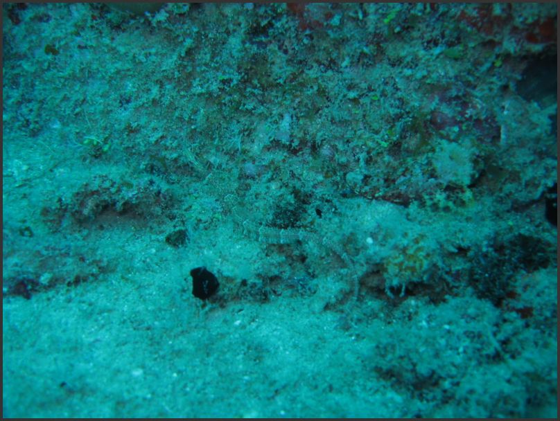8500_Diving_Pipefish2