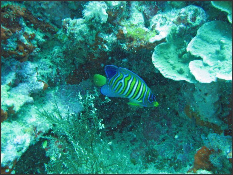 8520_Diving_RoyalAngel