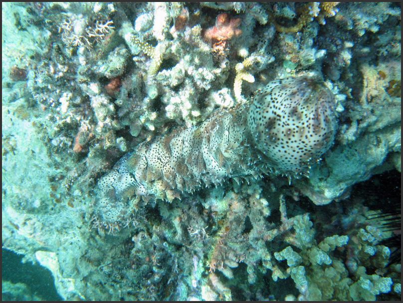 8530_Diving_SeaCucumber