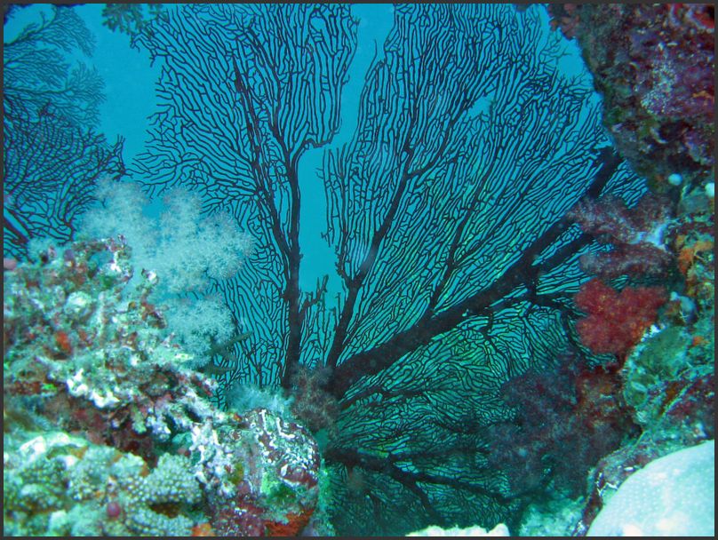 8550_Diving_Seafan4
