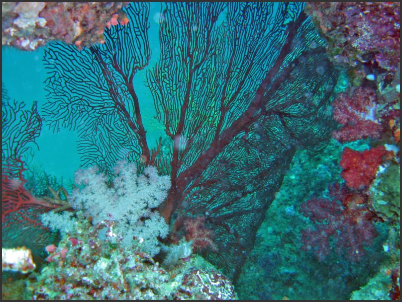 8560_Diving_Seafan5