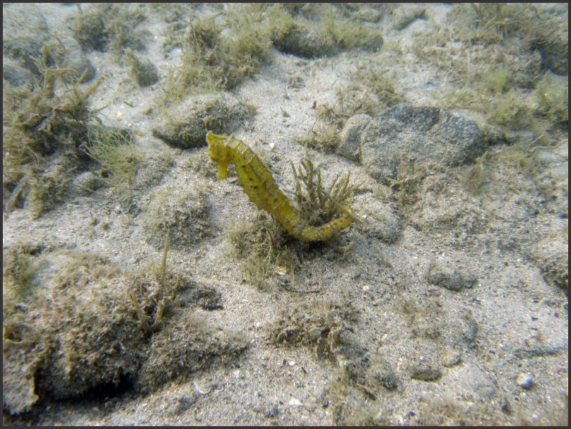 8580_Diving_Seahorse