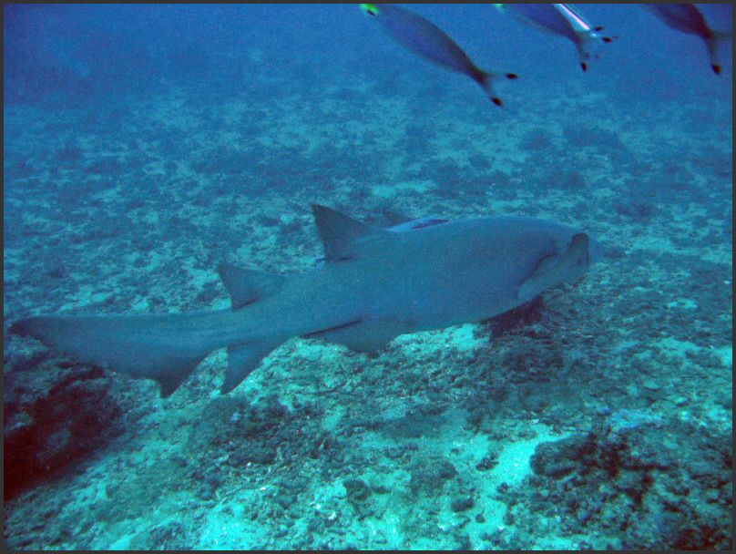 8590_Diving_Shark2