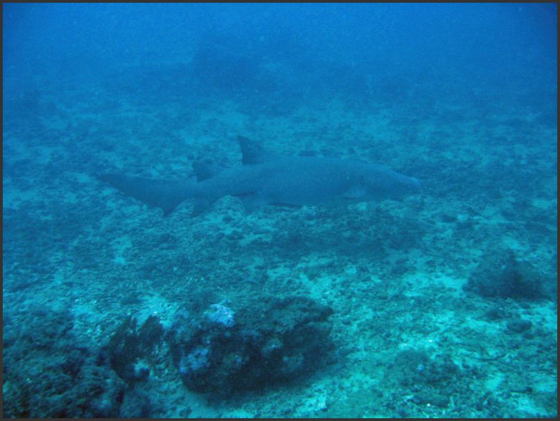 8600_Diving_Shark