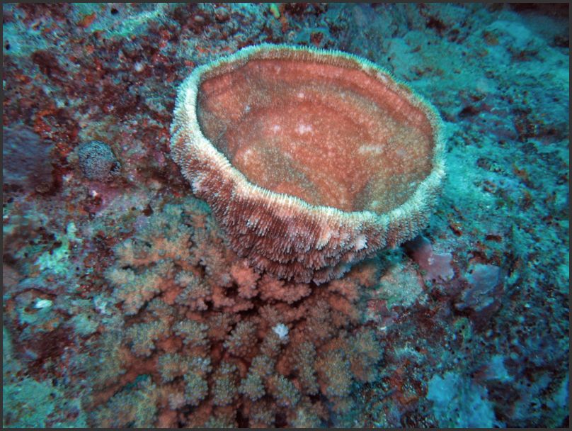 8610_Diving_Sponge