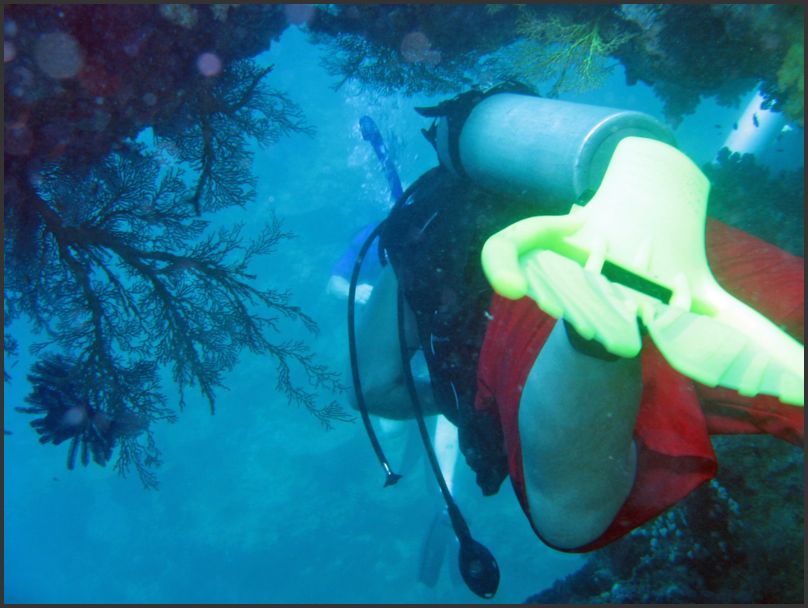 8620_Diving_SwimThru2
