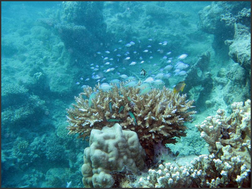 8730_Diving_Shore6
