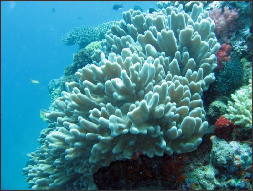8810_Diving_Shore