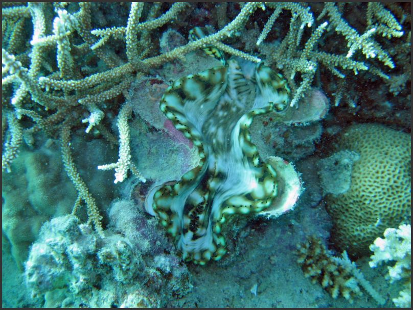 8820_Diving_ShoreClam2