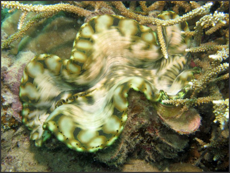 8830_Diving_ShoreClam5