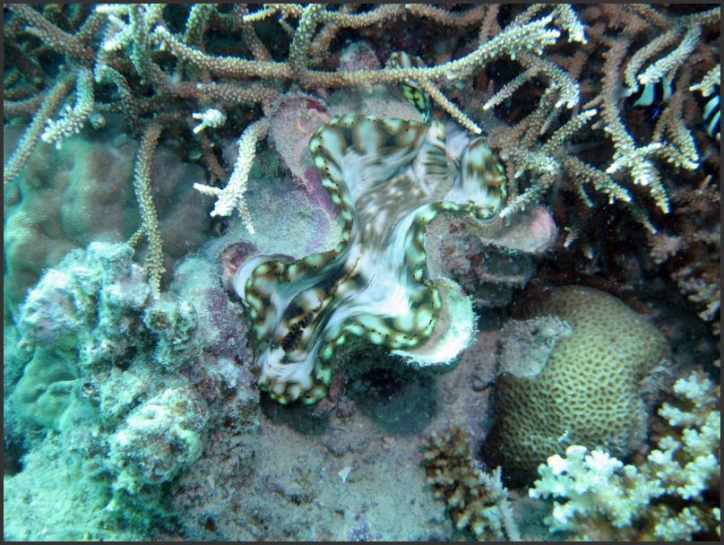 8840_Diving_ShoreClam