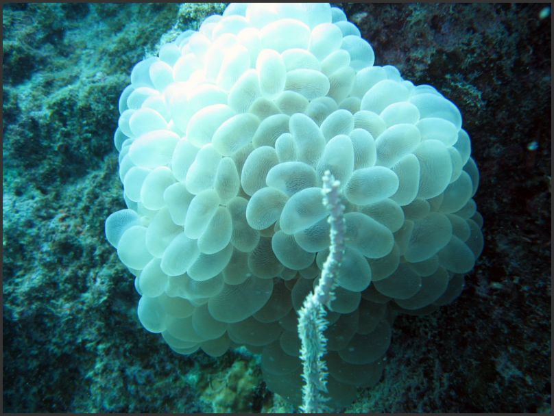 8860_Diving_ShoreTunicate