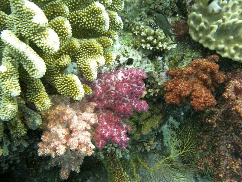 Coral