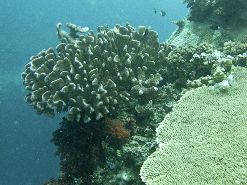 Coral2