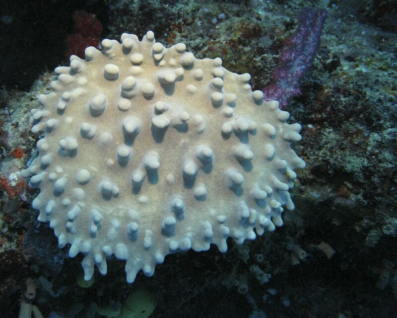 Coral4