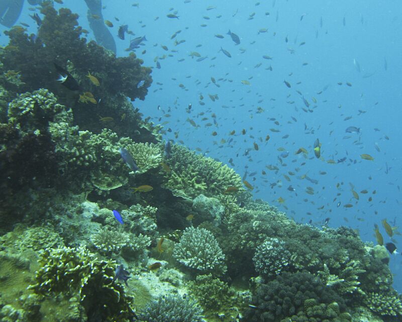 Coral_Bed