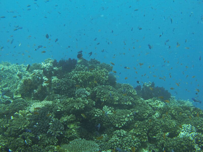 Coral_Bed2