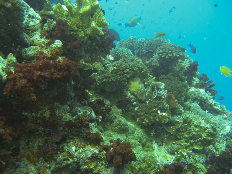Coral_Bed3