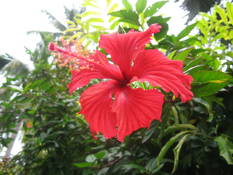 Hibiscus