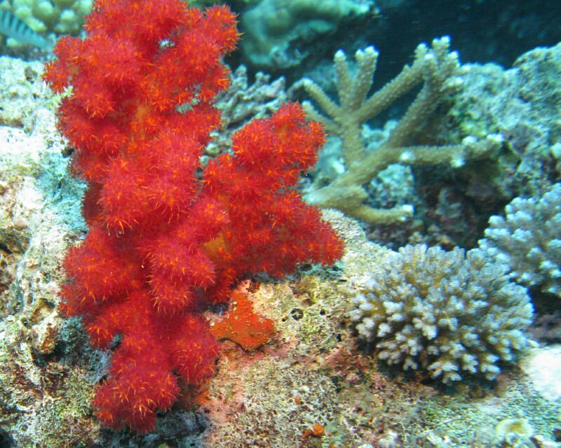 Red_Coral