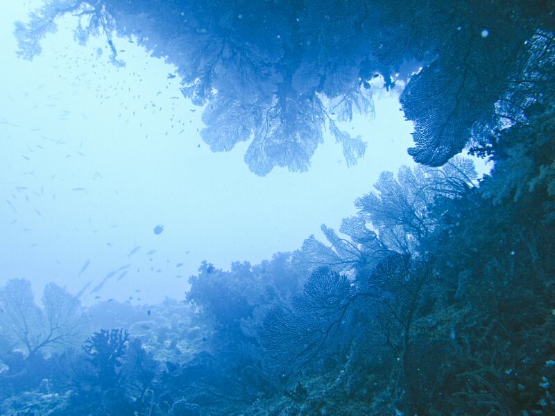 SeaFan_2