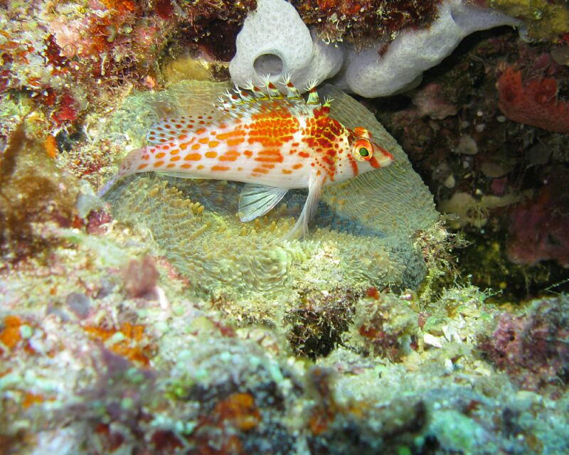 Speckle_Fish