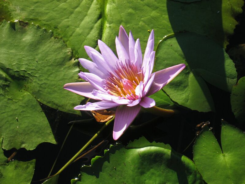 Water_Lily